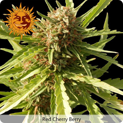 Barney's Farm - Red Cherry Berry (fem.) 04127
