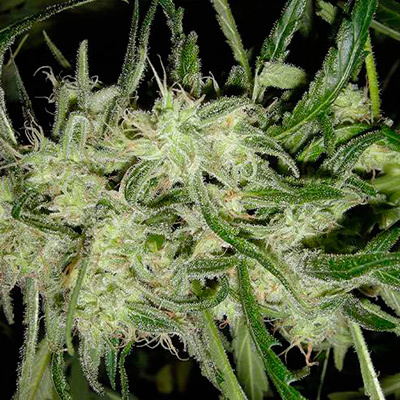 Nirvana Seeds - Lemon OG Haze Auto (auto/fem.) 03323