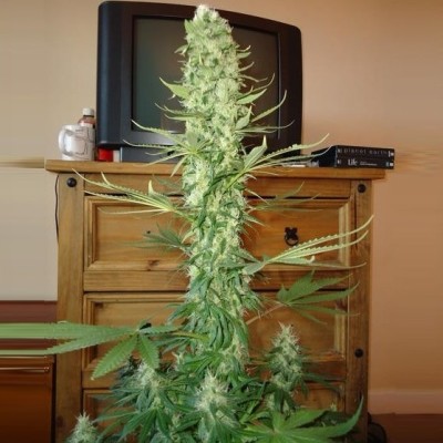 Nirvana Seeds - Ak-48 (reg.) 03265