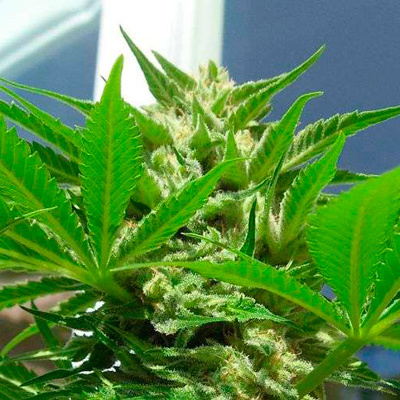 Nirvana Seeds - Auto AK48 (auto/fem.) 03318