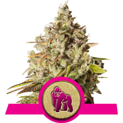 Royal Queen Seeds - Royal Gorilla (fem.) 05243