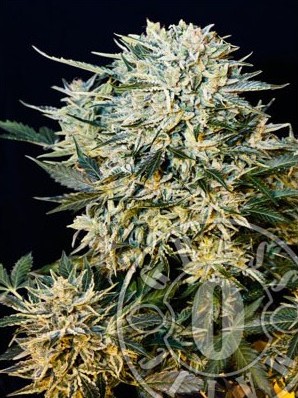 Grass-O-Matic - Sugar Gom (auto/fem.) 01350