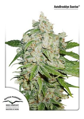 Dutch Passion - Auto Brooklyn Sunrise (auto/fem.) 03614
