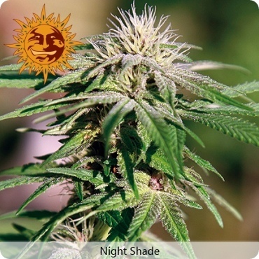 Barney's Farm - Night Shade (fem.) 04121
