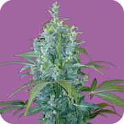 Seeds Of Life - Kabala (AK47 Auto-Flowering) (auto/fem.) 03958