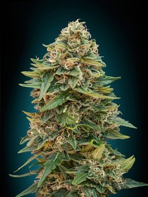 Advanced Seeds - Auto Skunk 47 (auto/fem.) 03530