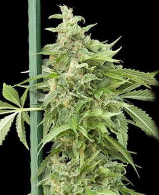 Grass-O-Matic - Haze GOM (auto/fem.) 01352