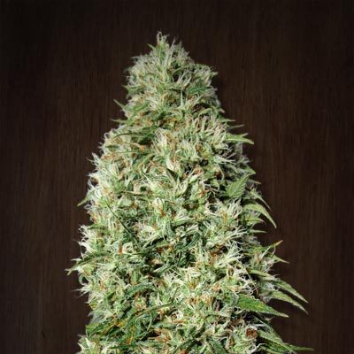 Ace Seeds - Orient Express (fem.) 02773