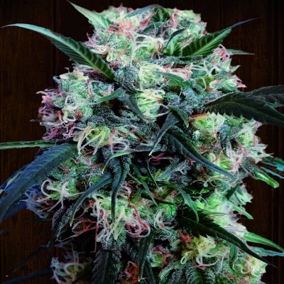 Ace Seeds - Kali China (fem.) 02782