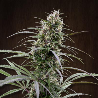 Ace Seeds - Congo (fem.) 02778