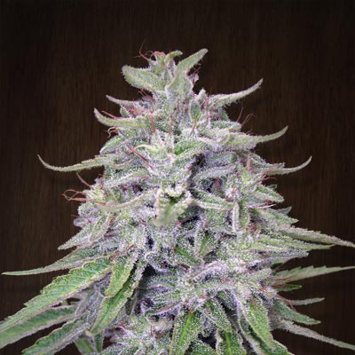 Ace Seeds - Bangi Haze (fem.) 03134