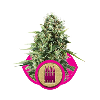 Royal Queen Seeds - Royal AK (fem.) 02920
