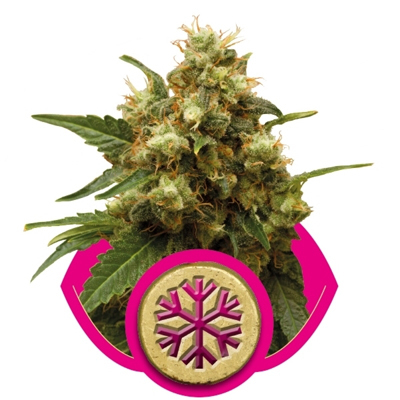 Royal Queen Seeds - Ice (fem.) 02899