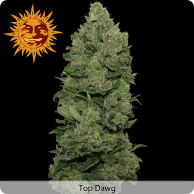 Barney's Farm - Top Dawg (fem.) 04137