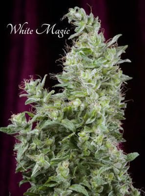 Mandala Seeds - White Magic (fem.) 05001