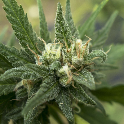 710 Genetics - White Candy (fem.) 01065