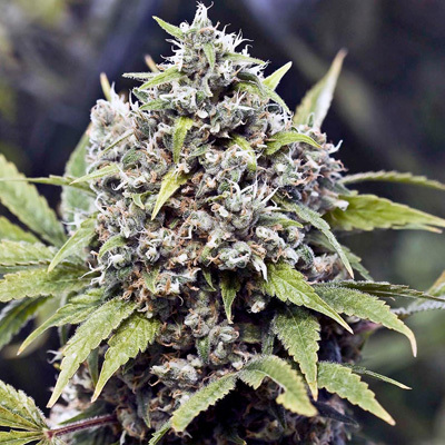 Female Seeds - Pure AK (fem.) 01539