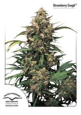 Dutch Passion - Strawberry Cough (fem.) 03586