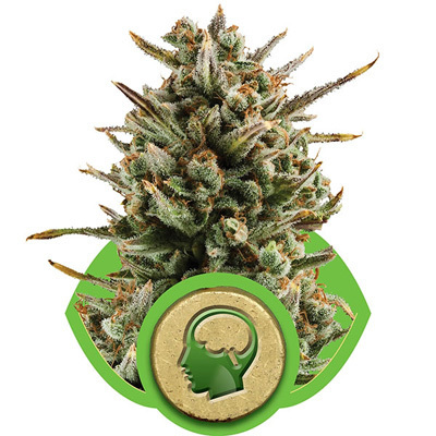 Royal Queen Seeds - Amnesia Haze Automatic (auto/fem.) 04025