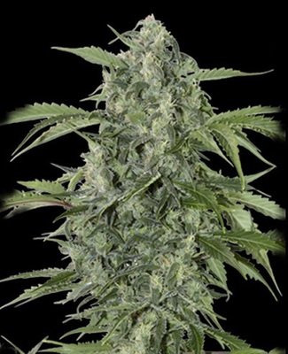 Grass-O-Matic - Maxi Haze (auto/fem.) 01354