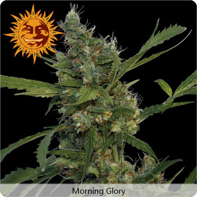 Barney's Farm - Morning Glory (fem.) 04119