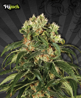 Auto Seeds - Hijack Automatic (auto/fem.) 00224
