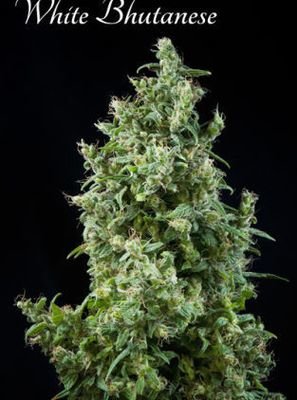 Mandala Seeds - White Bhutanese (fem.) 05000