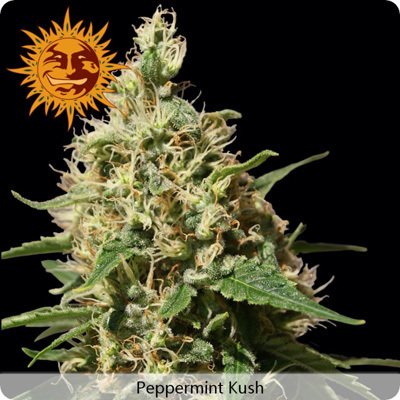 Barney'S Farm - Peppermint Kush (fem.) 04122