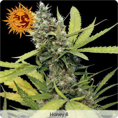 Barney's Farm - Honey B (fem.) 02004