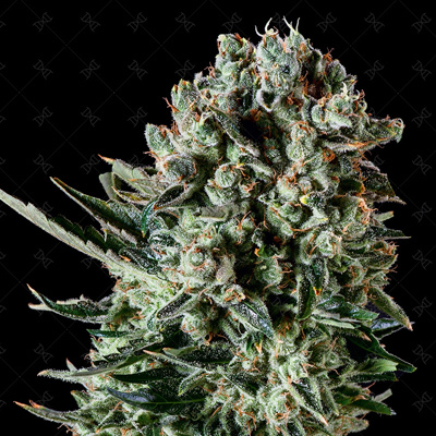 Genofarm - Farm Cheese (fem.) 02989
