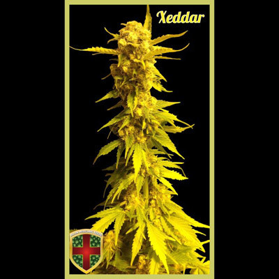 All-In Medicinal Seeds - Xeddar (fem.) 02296