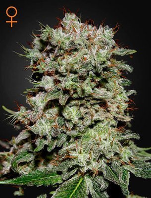 Green House Seeds - Kalashnikova (fem.) 05263