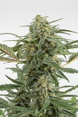 Dinafem - Critical+ 2.0 Autoflowering (auto/fem.) 01108