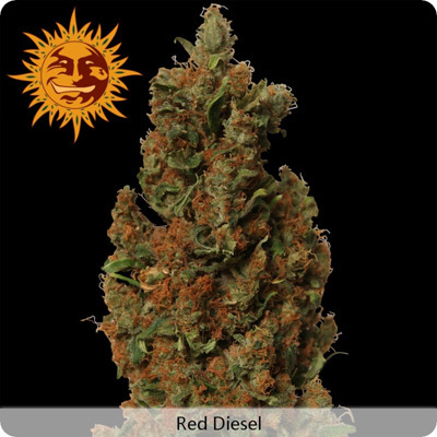 Barney's Farm - Red Diesel (fem.) 04130