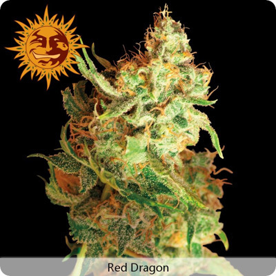 Barney's Farm - Red Dragon (fem.) 04131