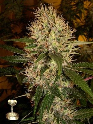 DNA Genetics - Martian Mean Green (fem.) 05037