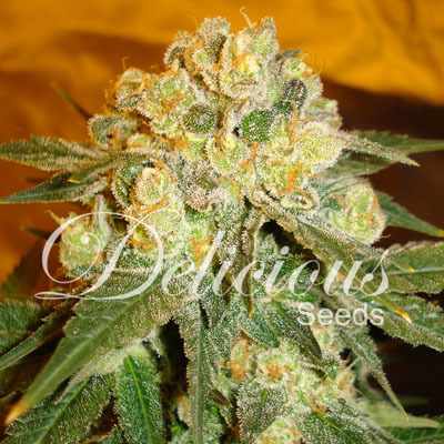 Delicious Seeds - Marmalate (reg.) 03636