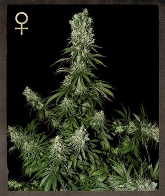Strain Hunters - White Strawberry Skunk (fem.) 01402