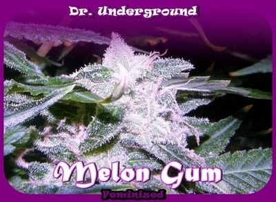 Dr. Underground - Melon Gum (fem.) 04630