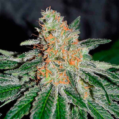 Delicious Seeds - CBD Jam (fem.) 03639