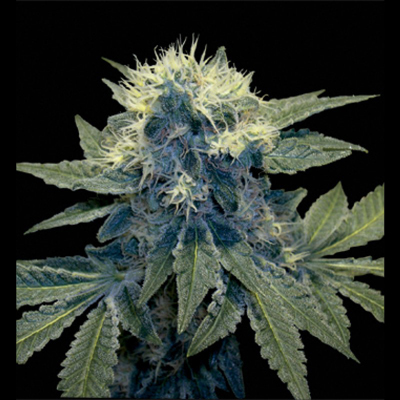 DNA Genetics - Sharksbreath (fem.) 00146