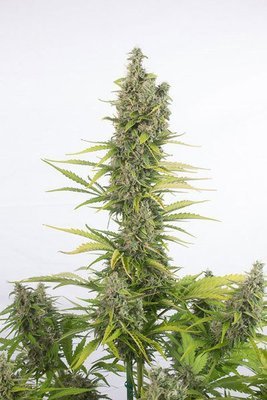 Dinafem - Amnesia Autoflowering CBD (auto/fem.) 05143