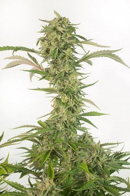 Dinafem - OG Kush Autoflowering CBD (auto/fem.) 05155