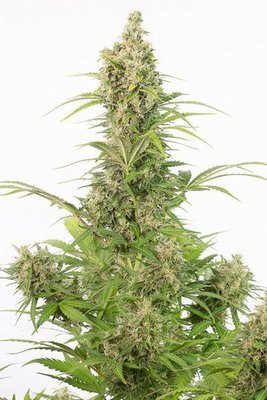 Dinafem - White Widow Autoflowering CBD (auto/fem.) 05163