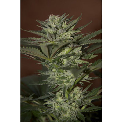 Seedsman - Auto Mini Gun (auto/fem.) 00121