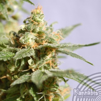 Kannabia Seeds - Smile (fem.) 01567