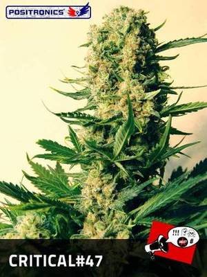 Positronics - Critical 47 (fem.) 02757