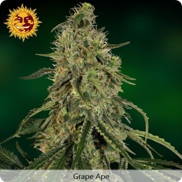 Barney'S Farm - Grape Ape (fem.) 04114
