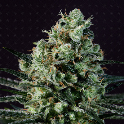 Genofarm - Golden Berry (fem.) 02990