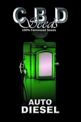 CBD Seeds - Auto Diesel (auto/fem.) 04703